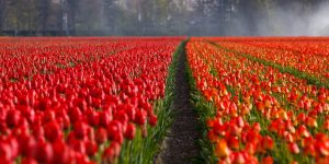 tulips-21690_960_720
